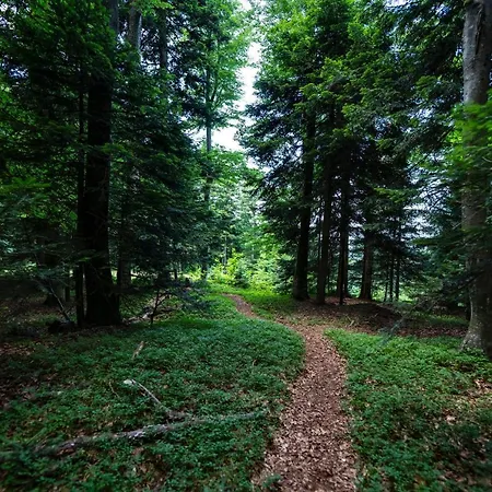 Apartment Pohorje Village Wellbeing - Forest Videc Hocko Pohorje